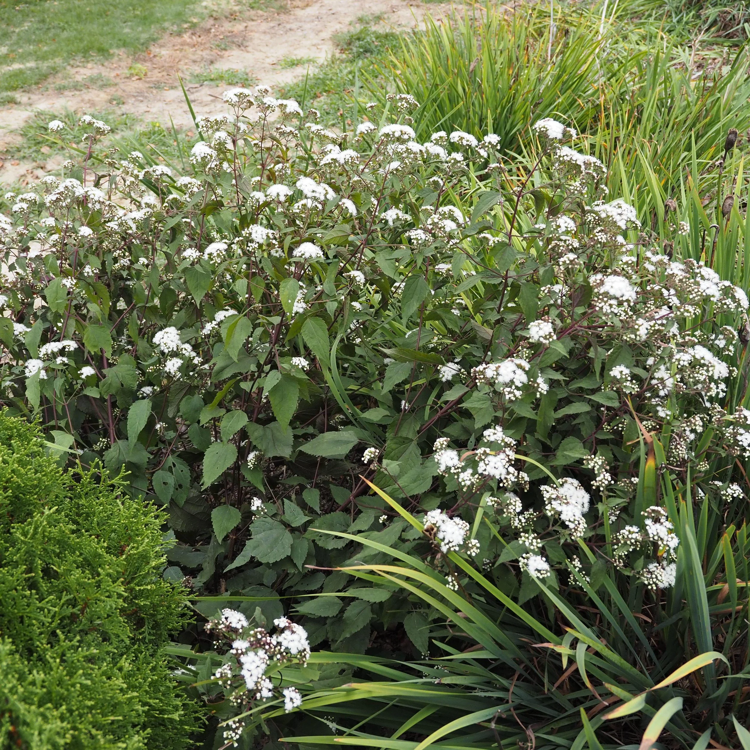 Snakeroot (Eupatorium rugosum)