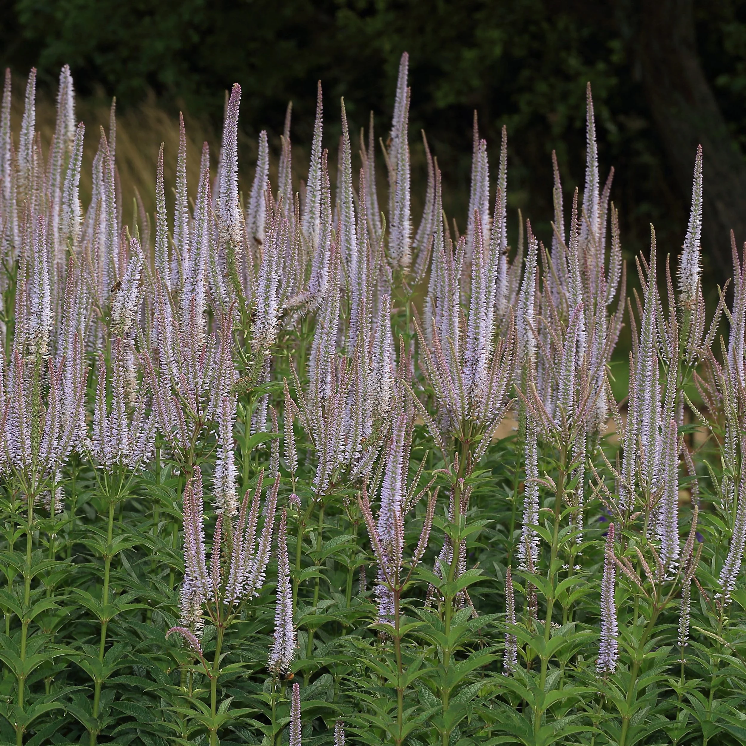 Culver’s Root