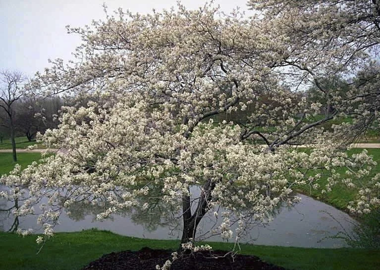Allegheny Serviceberry