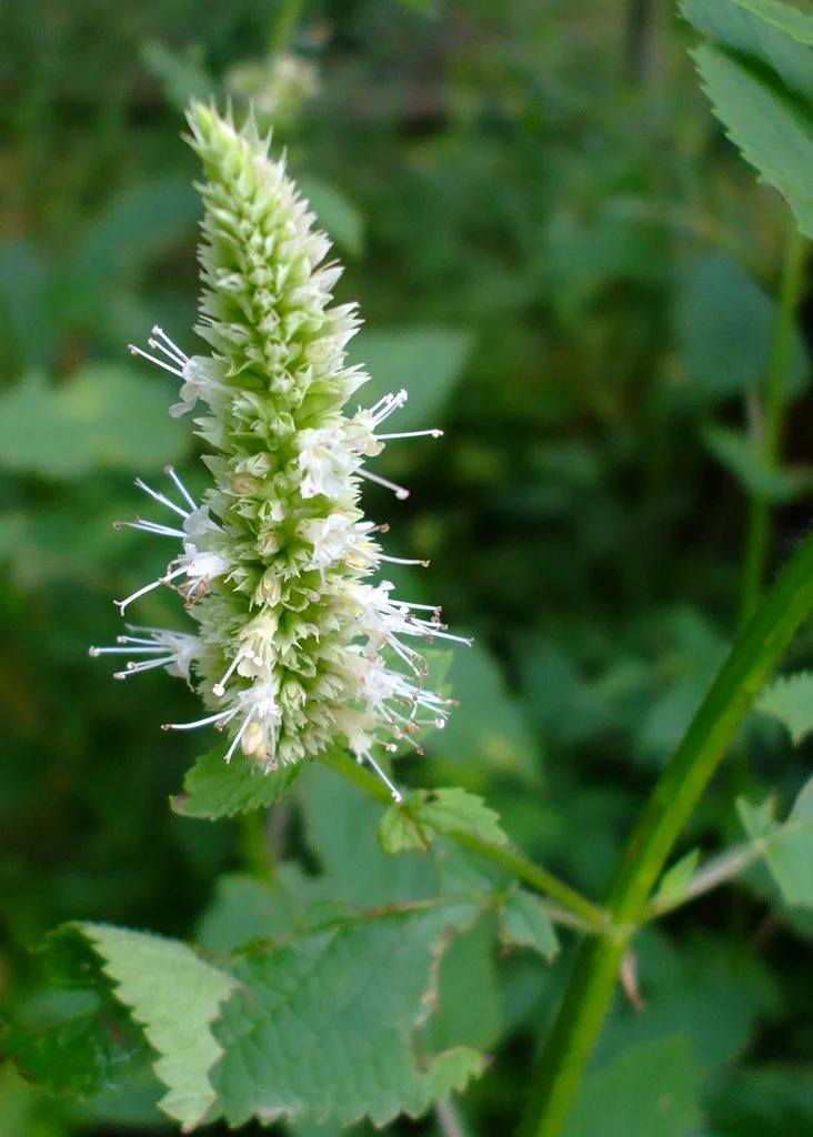 Yellow Giant Hyssop (Agastache nepetoides)
