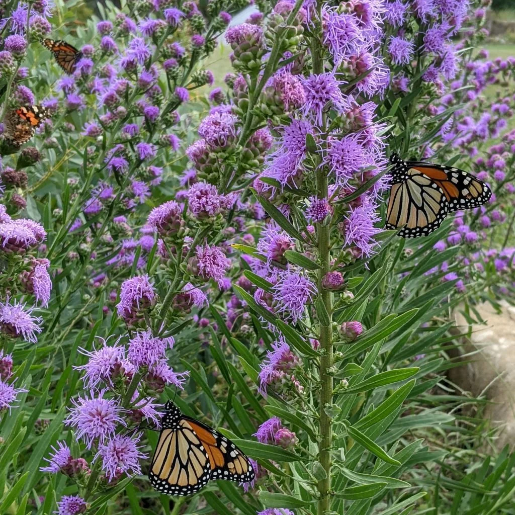 Northern Blazing Star