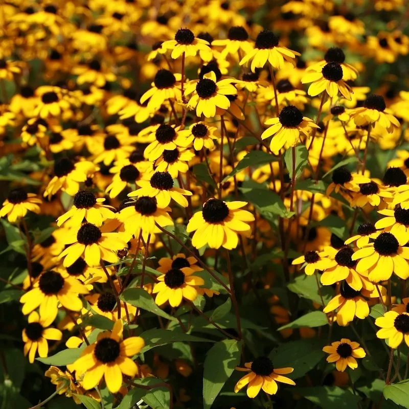 Brown-eyed Susan (Rudbeckia triloba)