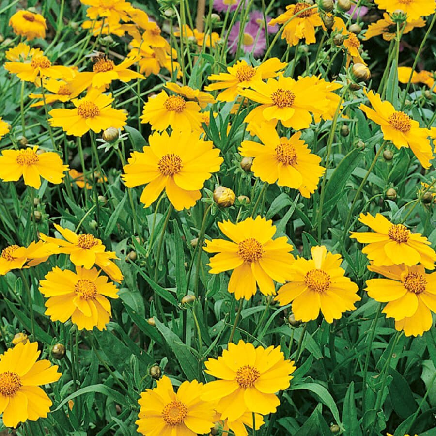 Lanceleaf Coreopsis (Coreopsis lanceolata)
