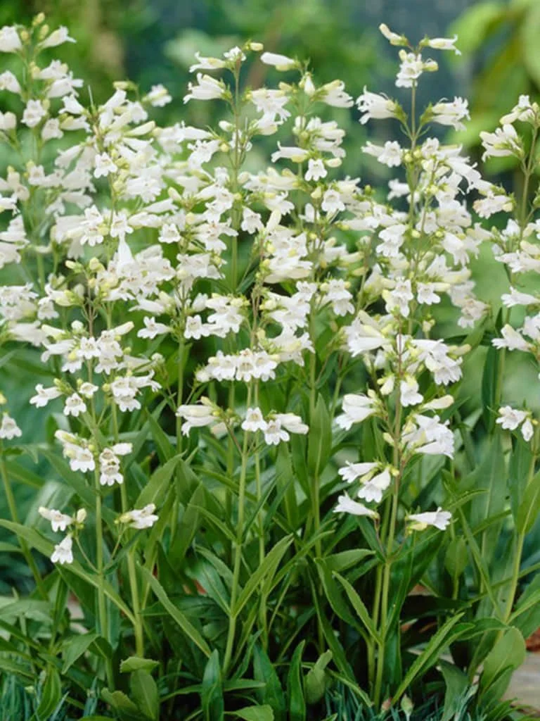 Foxglove Beardtongue.jpg