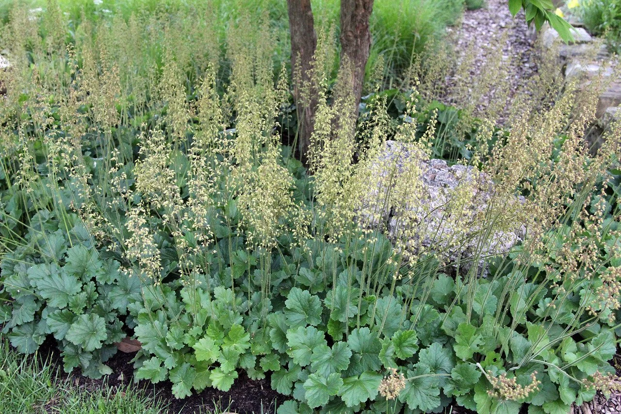 Prairie Alum Root (Heuchera richardsonii)