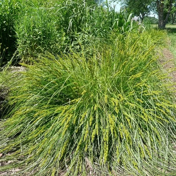 Brown Fox Sedge (Carex vulpinoidea)