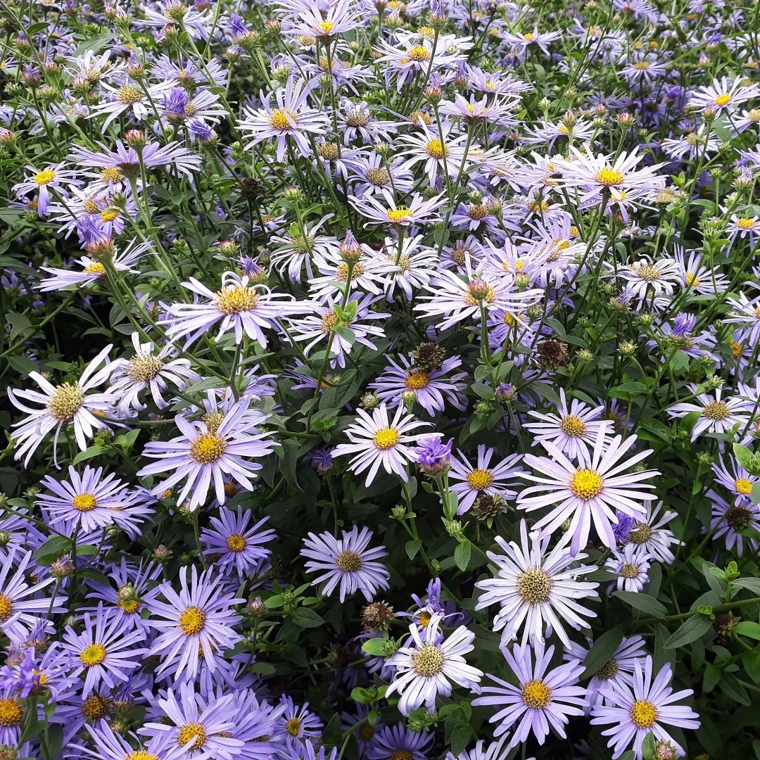 Smooth Blue Aster (Symphyotrichum laeve)