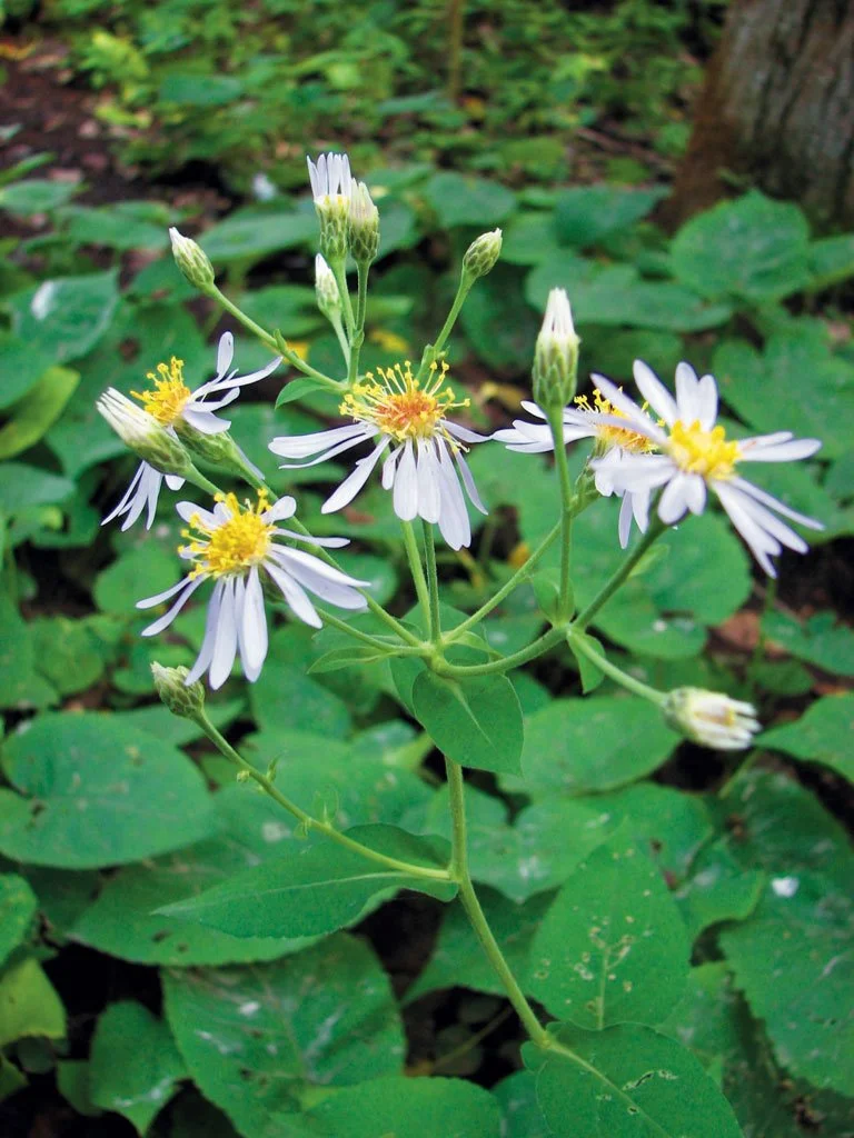 Big-leaved Aster (Eurybia macrophylla)