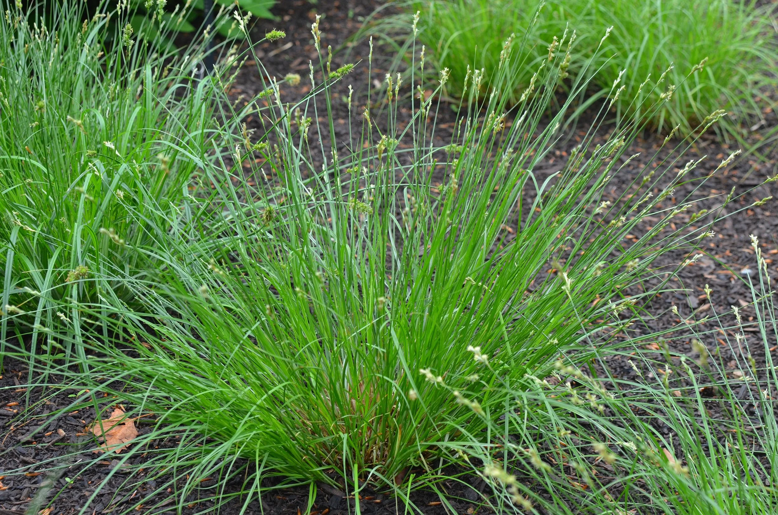 Bicknell's Sedge (Carex bicknellii)