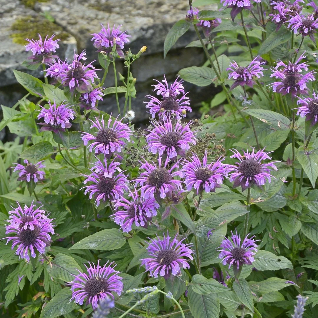 Wild Bergamot (Monarda fistulosa)
