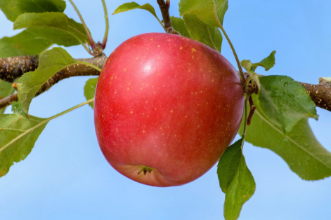 Auvil Early Fuji
