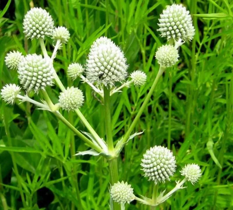 Rattlesnake Master (Eryngium yuccifolium)