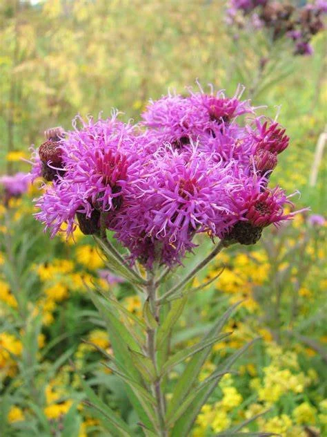 Missouri Ironweed (Vernonia missurica)