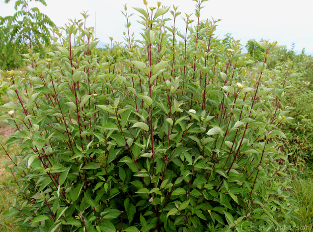 Red Osier Dogwood
