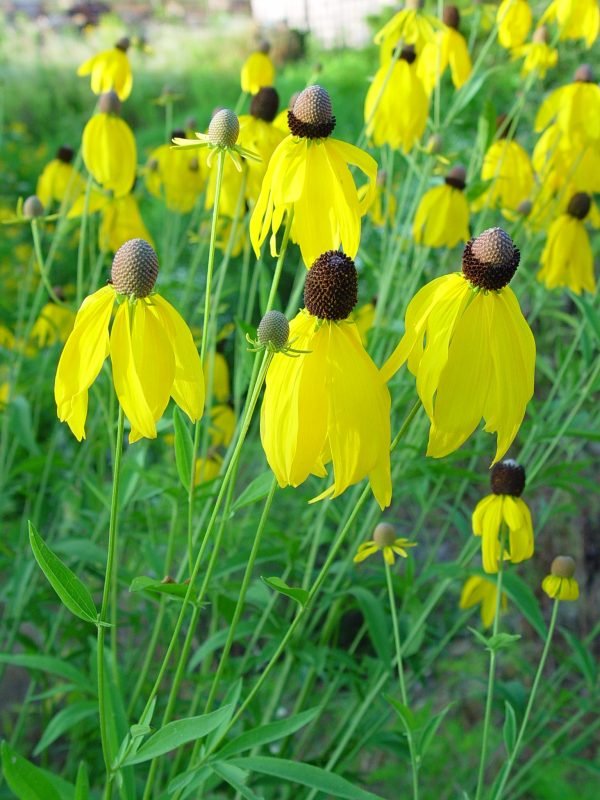 Gray-headed Coneflower (Ratibida pinnata)