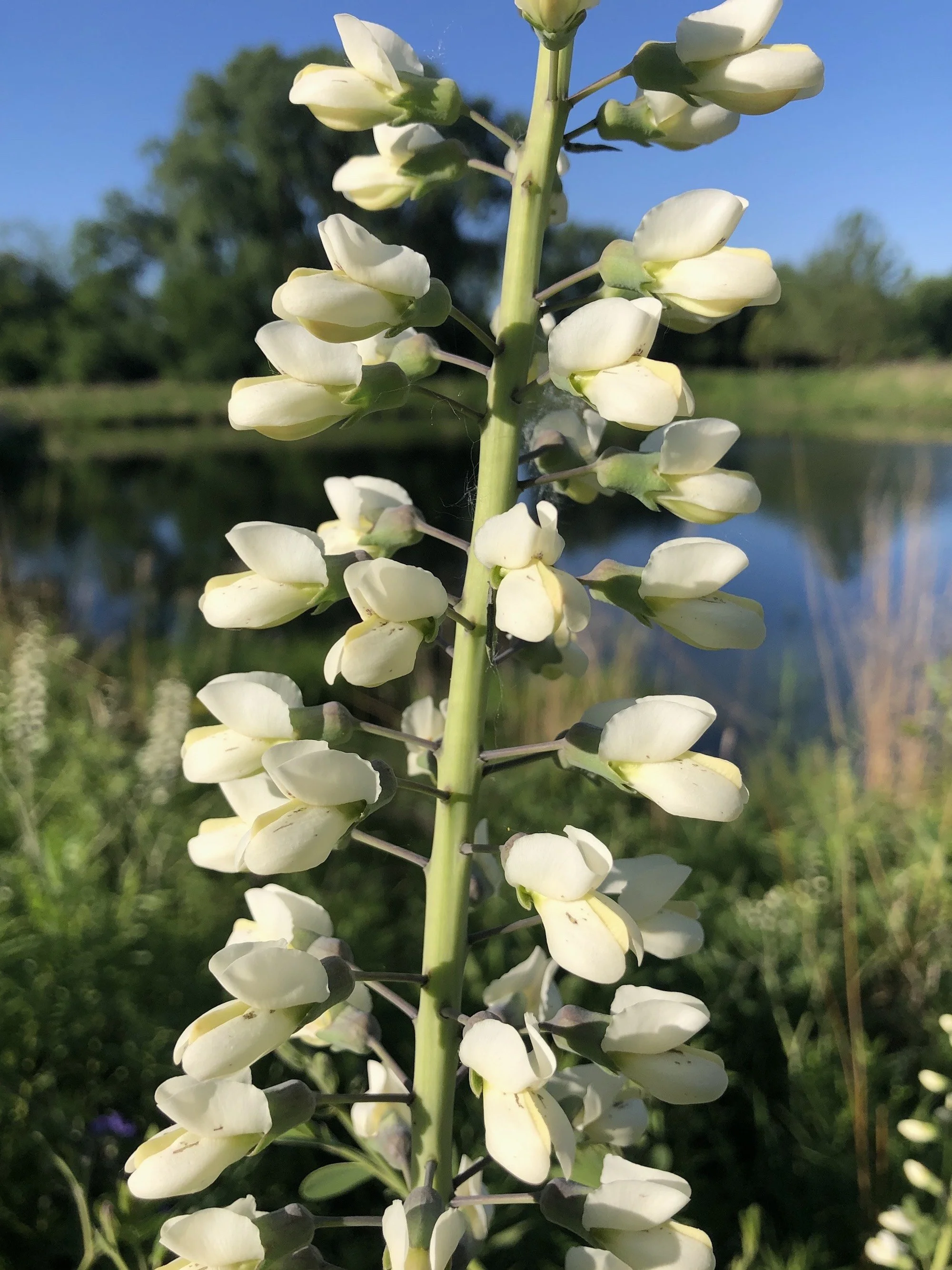 Wild White Indigo (Baptisia lactea)