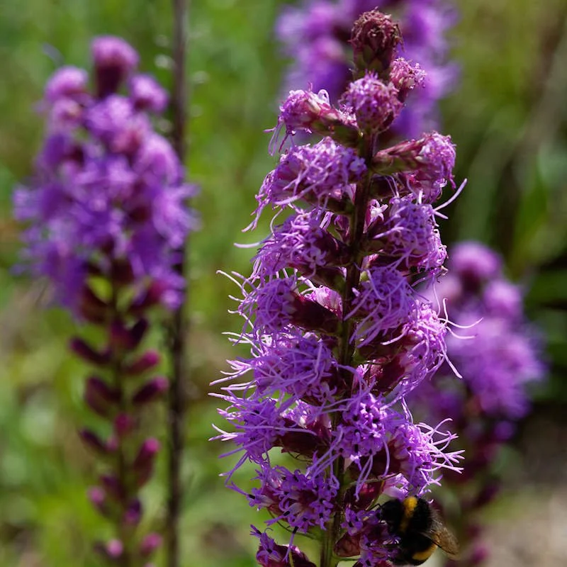 Northern blazing-star (Liatris scariosa)