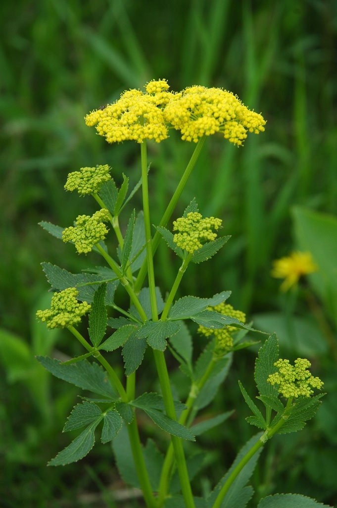 Prairie golden alexander (Zizia aptera)