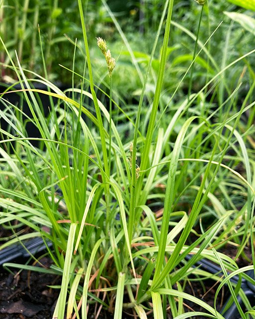 Plains oval sedge (Carex brevior)