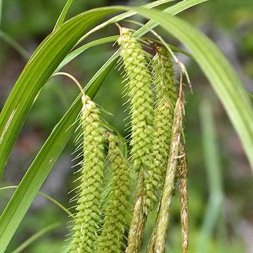 Fringed Sedge (Carex crinita)