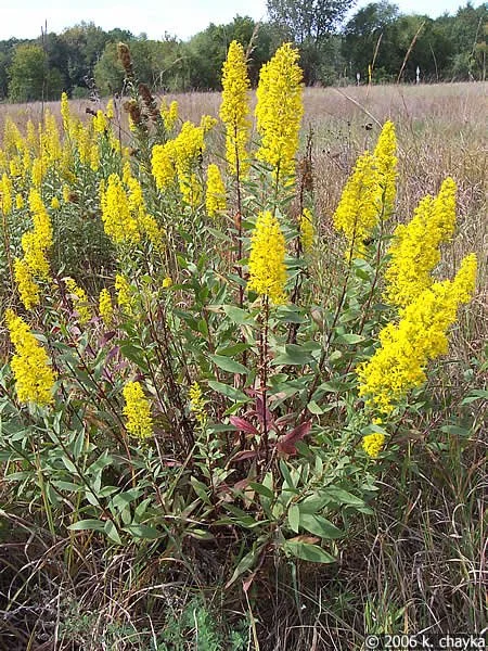Showy goldenrod (Solidago speciosa)