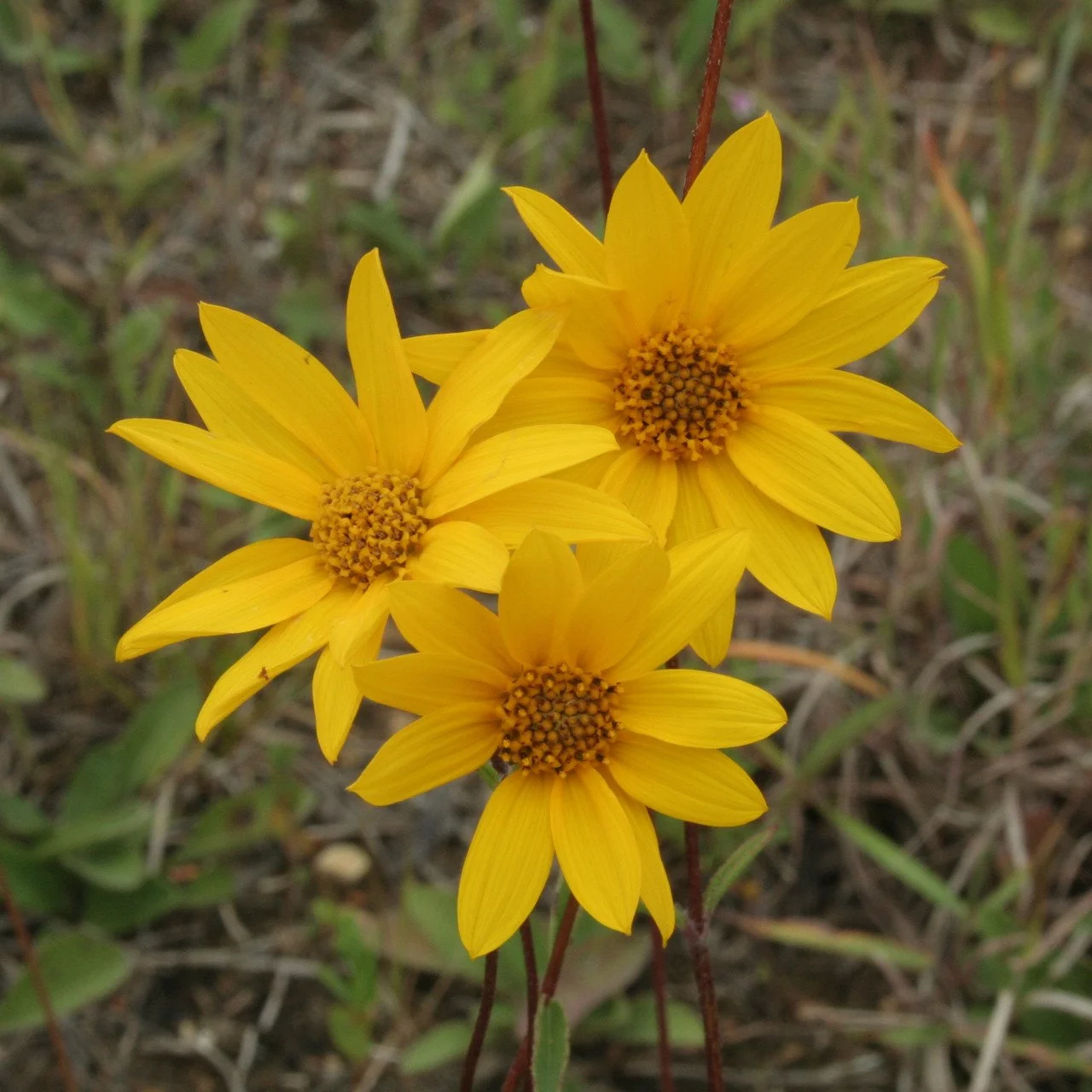 Western sunflower (Helianthus occidentalis)