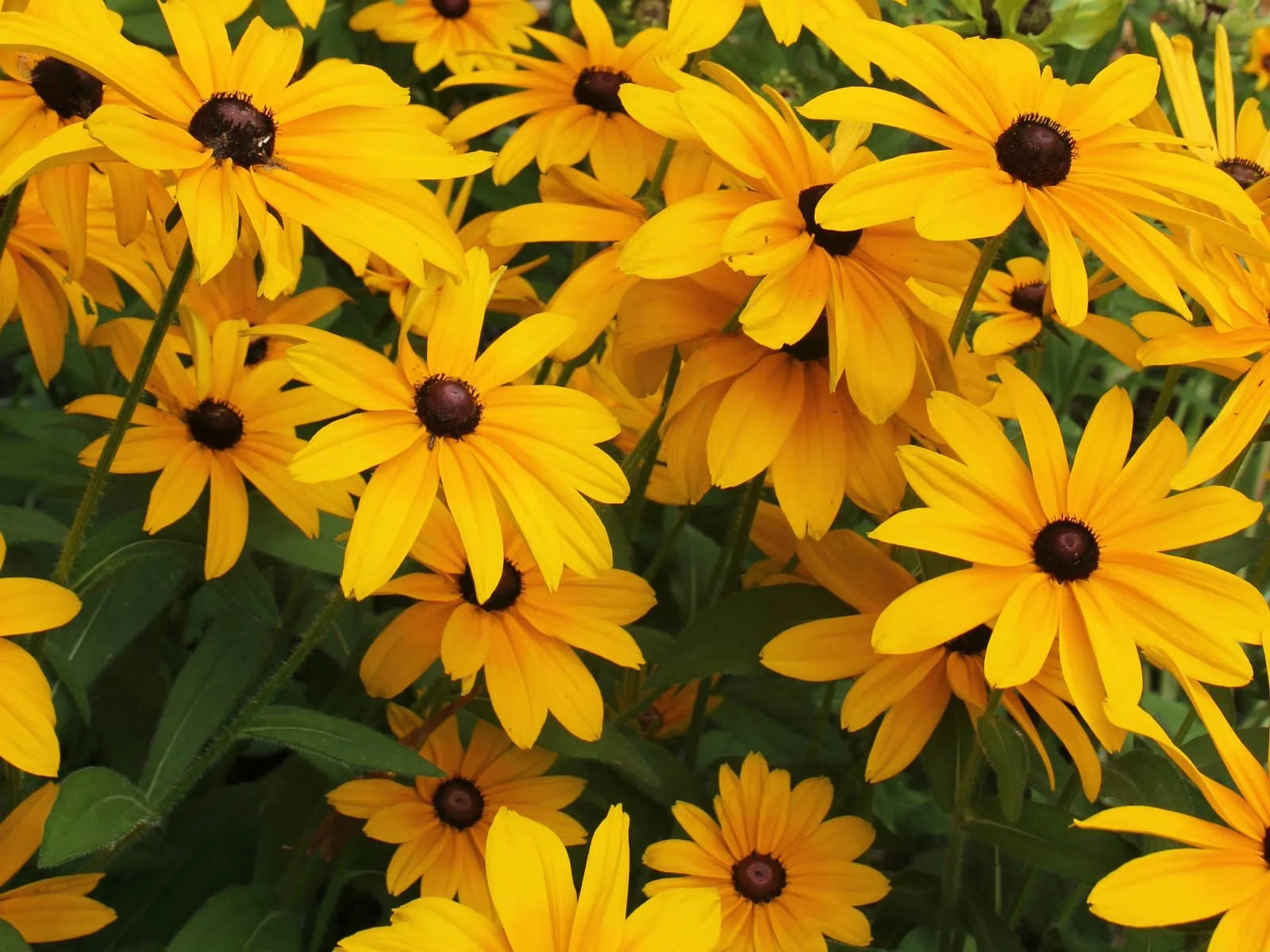 Black-eyed Susan (Rudbeckia hirta)