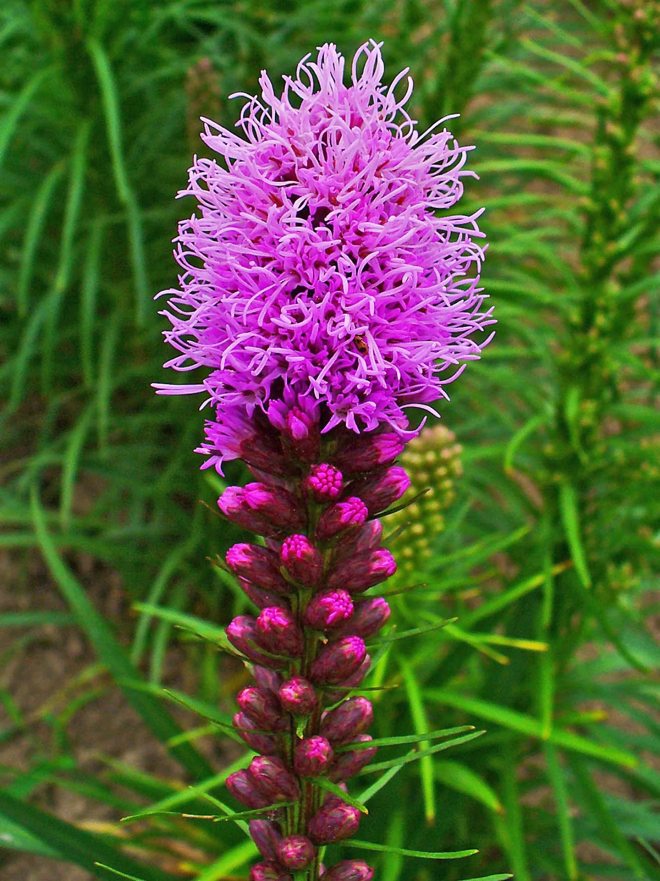 Marsh Blazing Star (Liatris spicata)