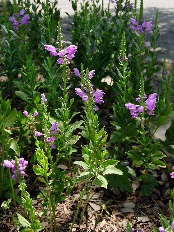 False Dragonhead (Physostegia virginiana)