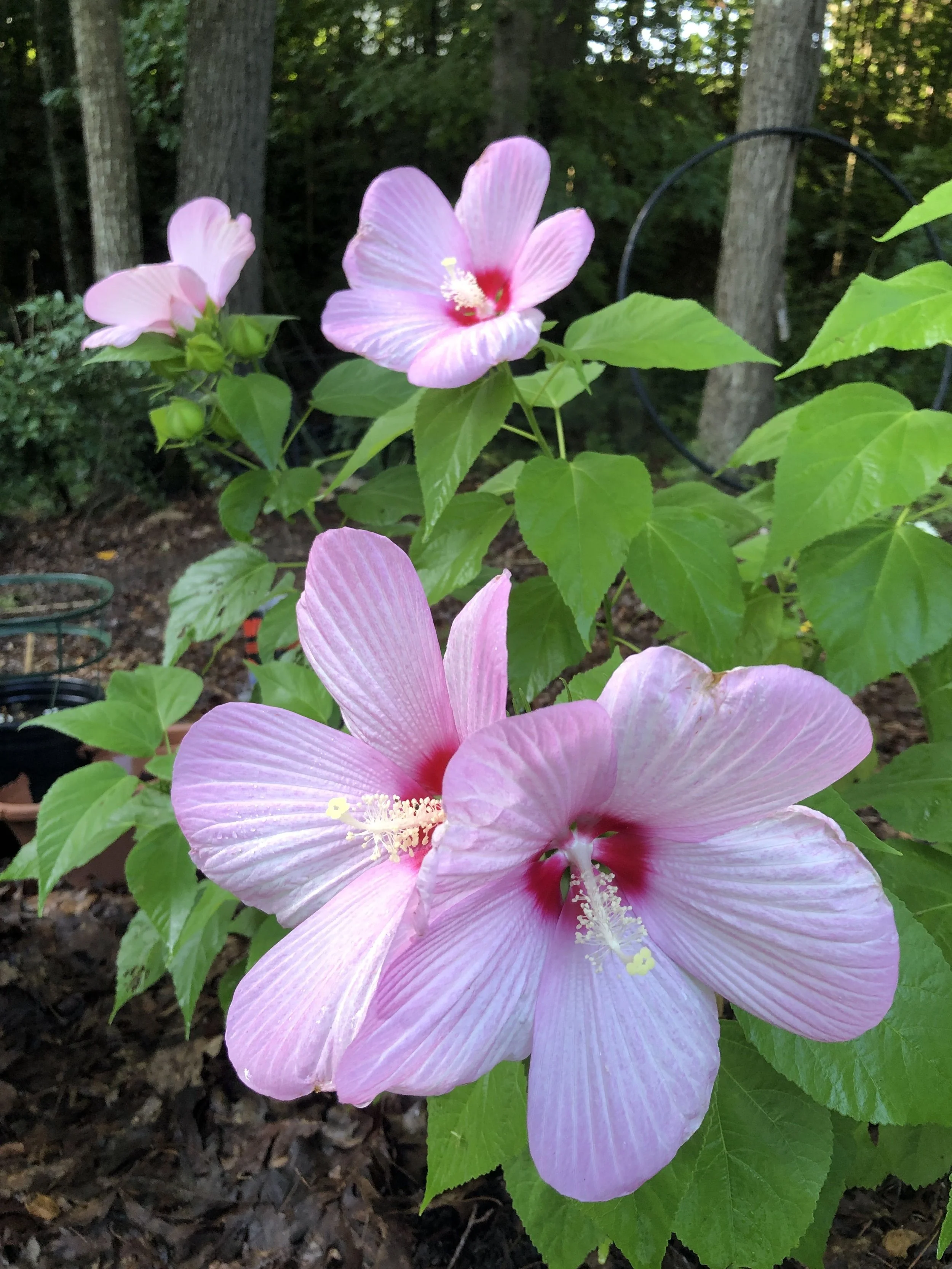 Swamp Rose Mallow (Hibiscus moscheutos)