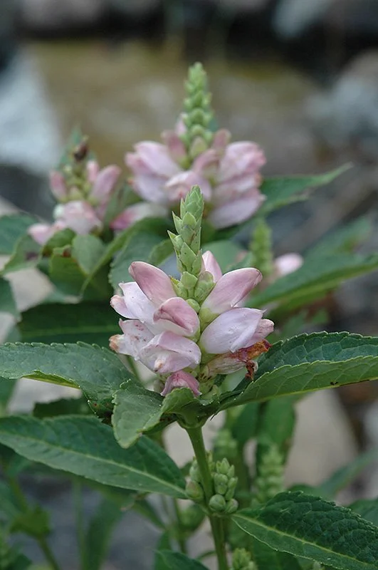 Turtlehead (Chelone glabra)