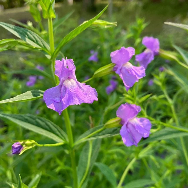 Monkey Flower (Mimulus ringens)