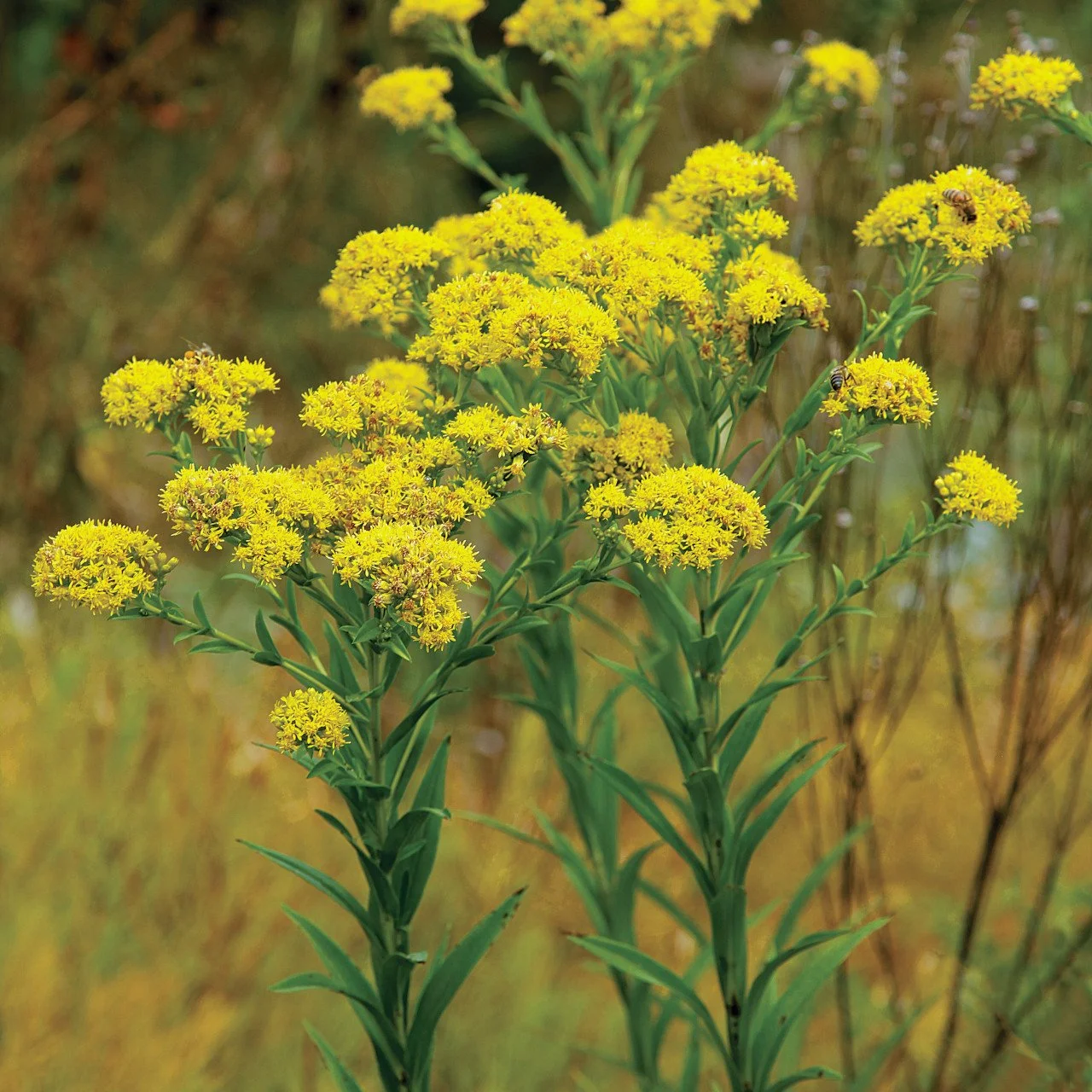 Riddell's Goldenrod (Oligoneuron riddellii)