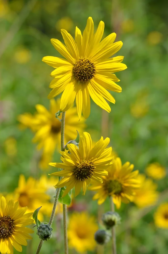 Downy Sunflower (Helianthus mollis)