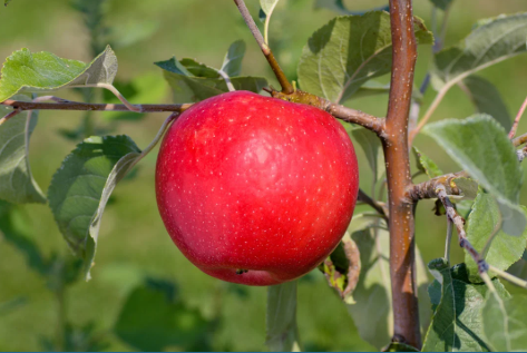 Royal Red Honeycrisp