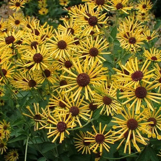 Sweet Black-eyed Susan (Rudbeckia subtomentosa)