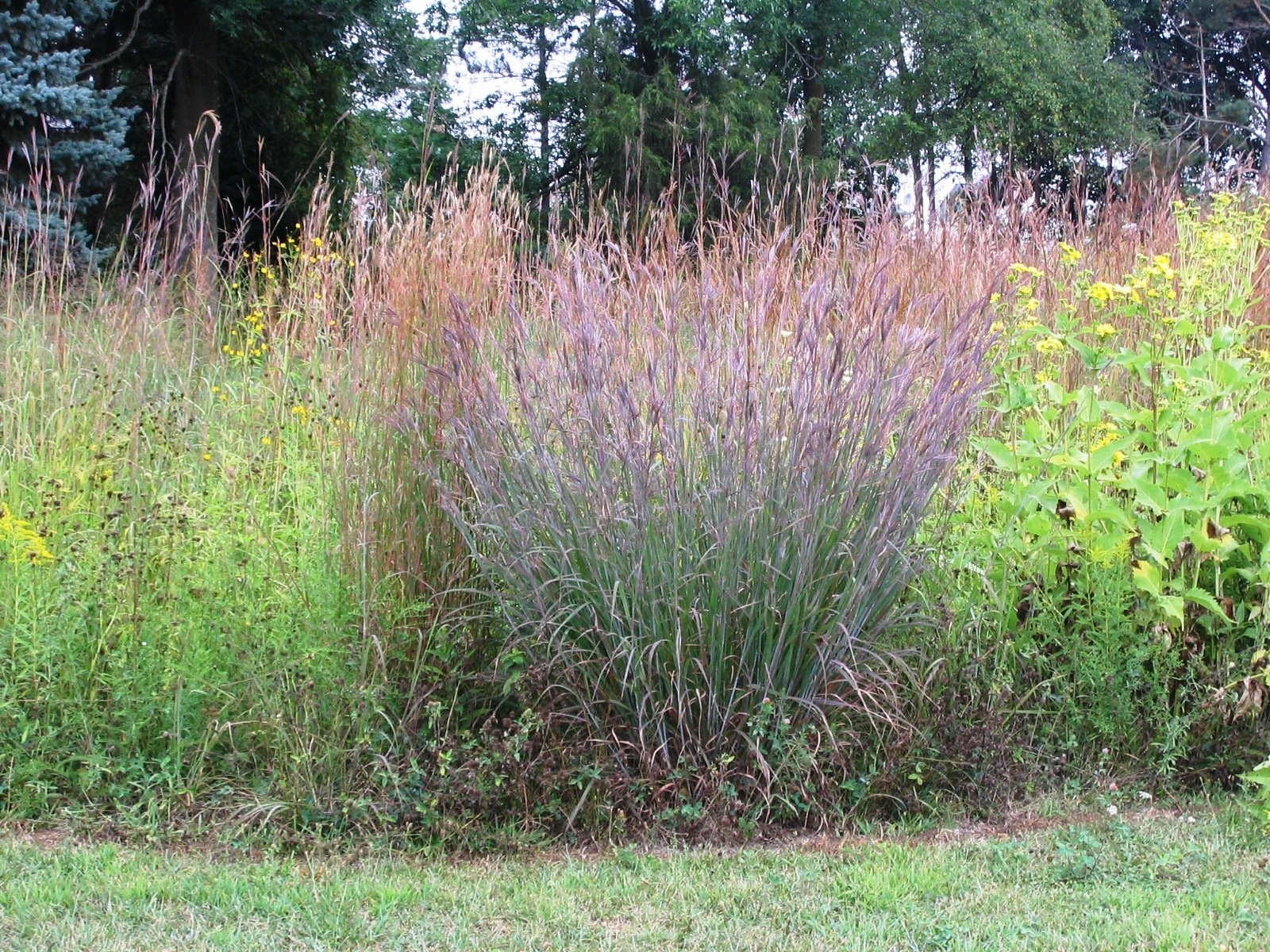 Big bluestem (Andropogon gerardii)
