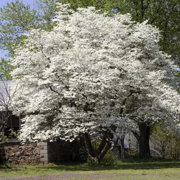 White Flowering Dogwood