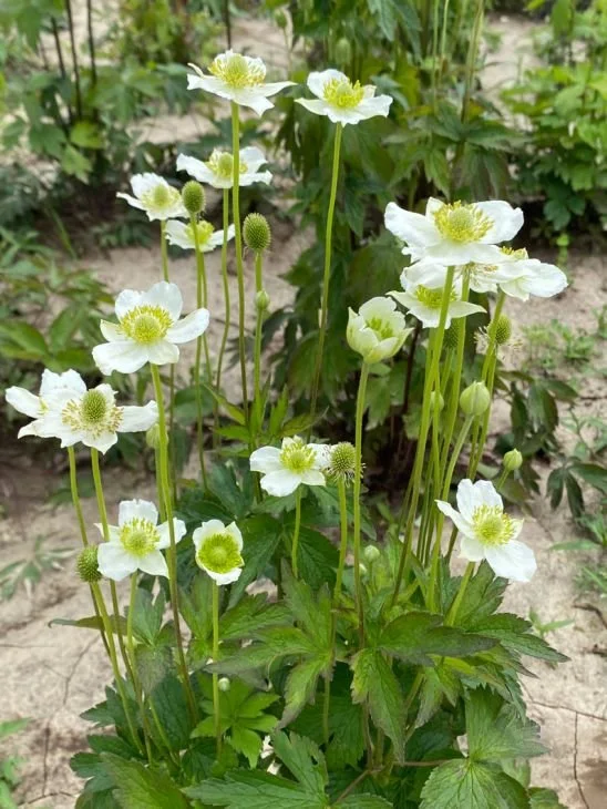 Thimbleweed (Anemone cylindrica)