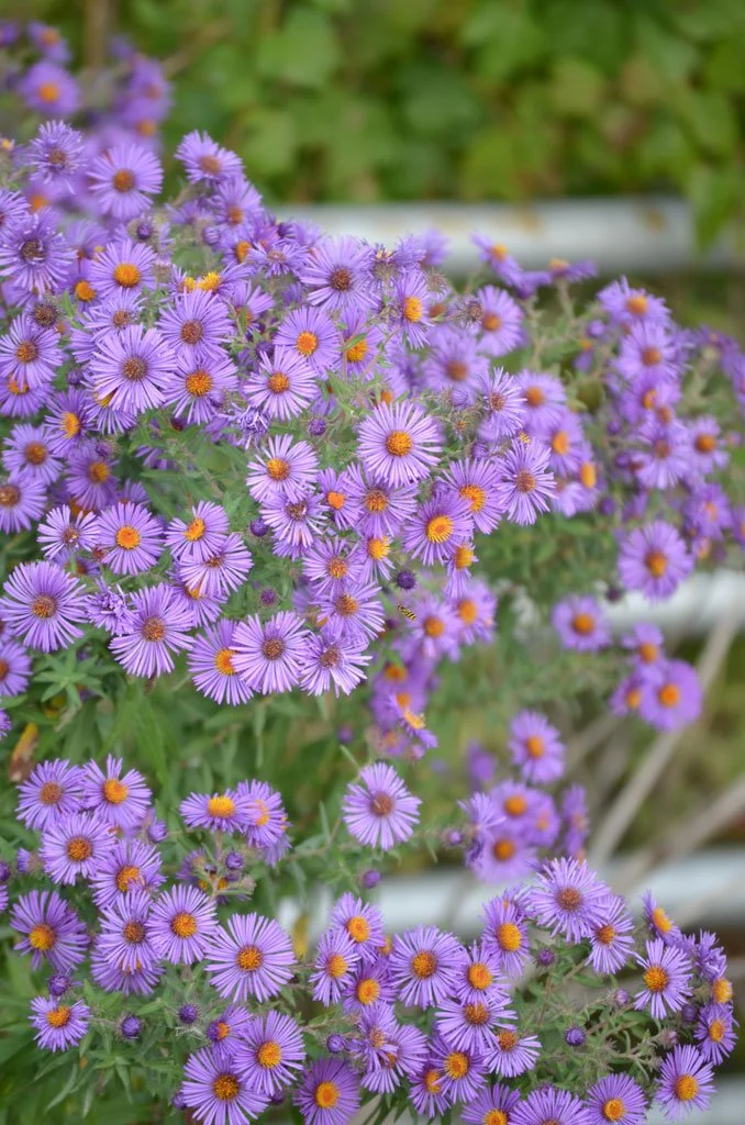 New England Aster (Symphyotrichum novae-angliae)