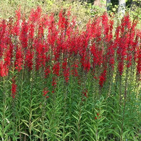 Cardinal Flower