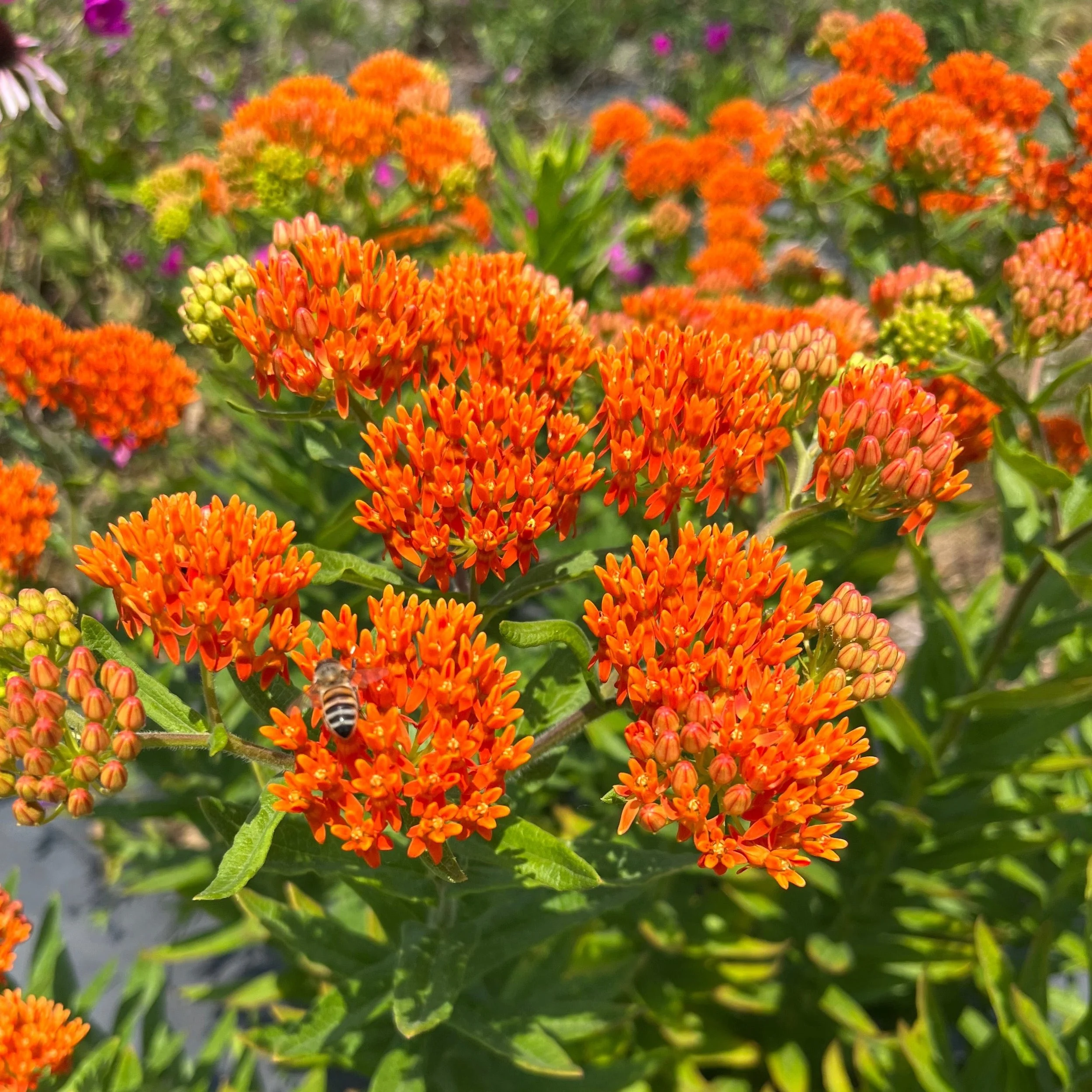 Butterfly Weed (Asclepias tuberosa)