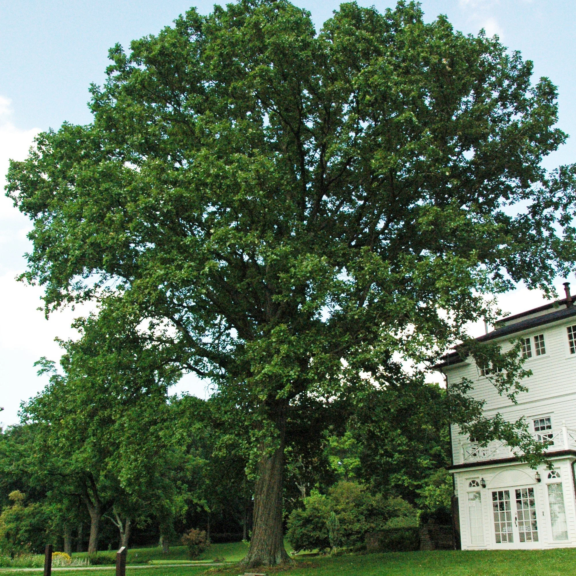 Swamp White Oak
