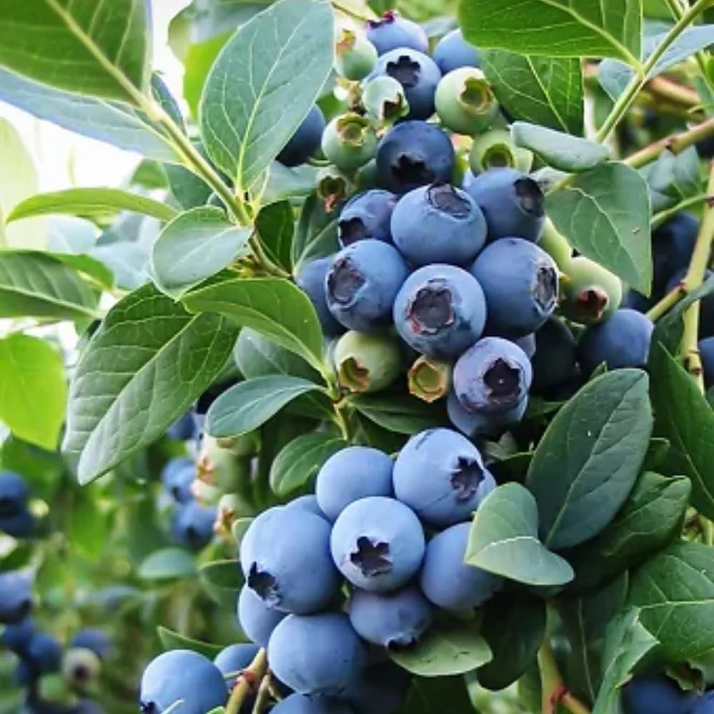 Bluecrop Blueberry.jpg