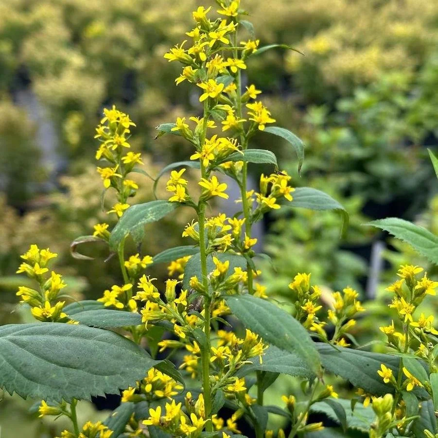 Zig-zag goldenrod (Solidago flexicaulis)