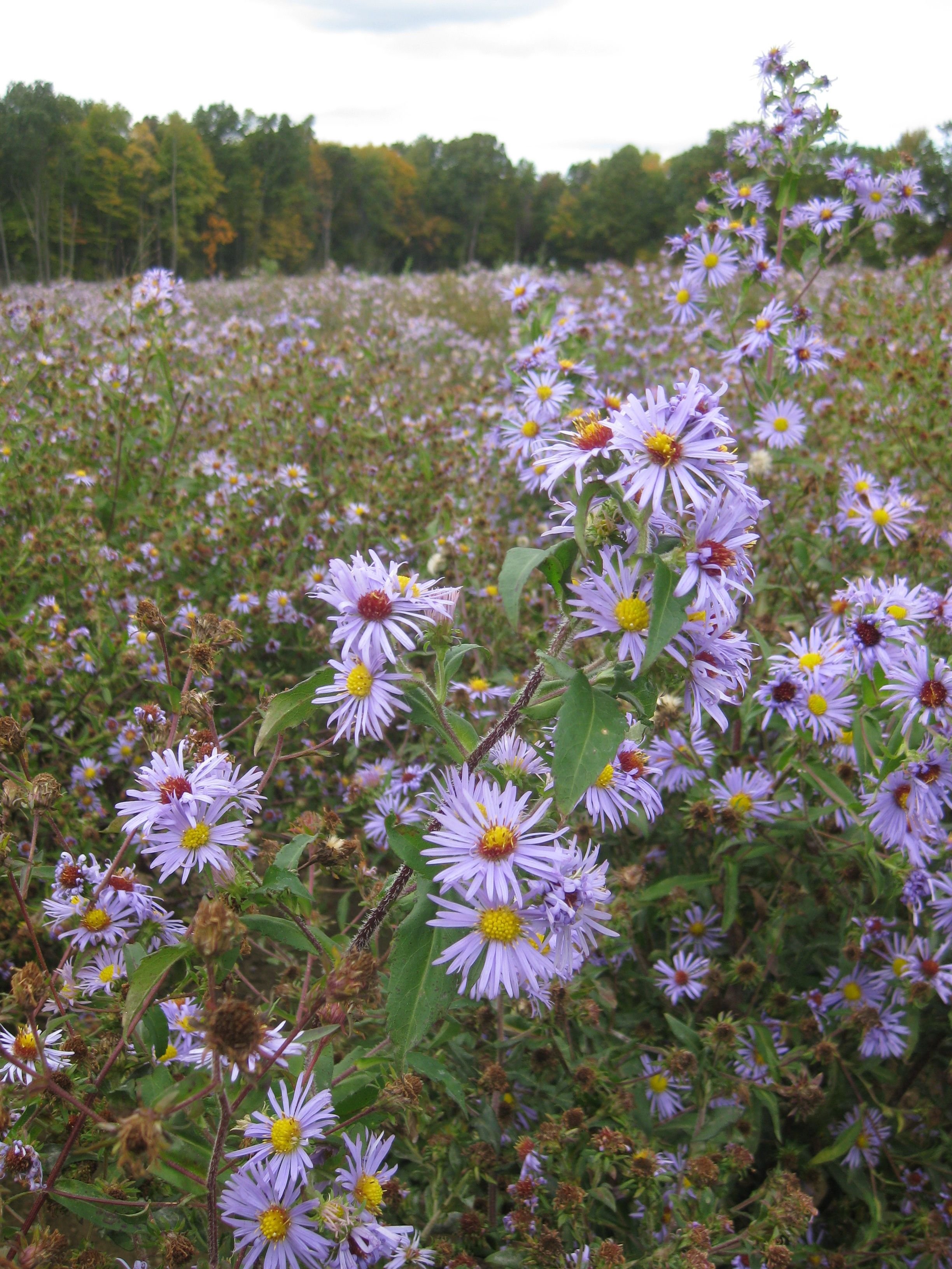 Swamp Aster (Symphyotrichum puniceum)