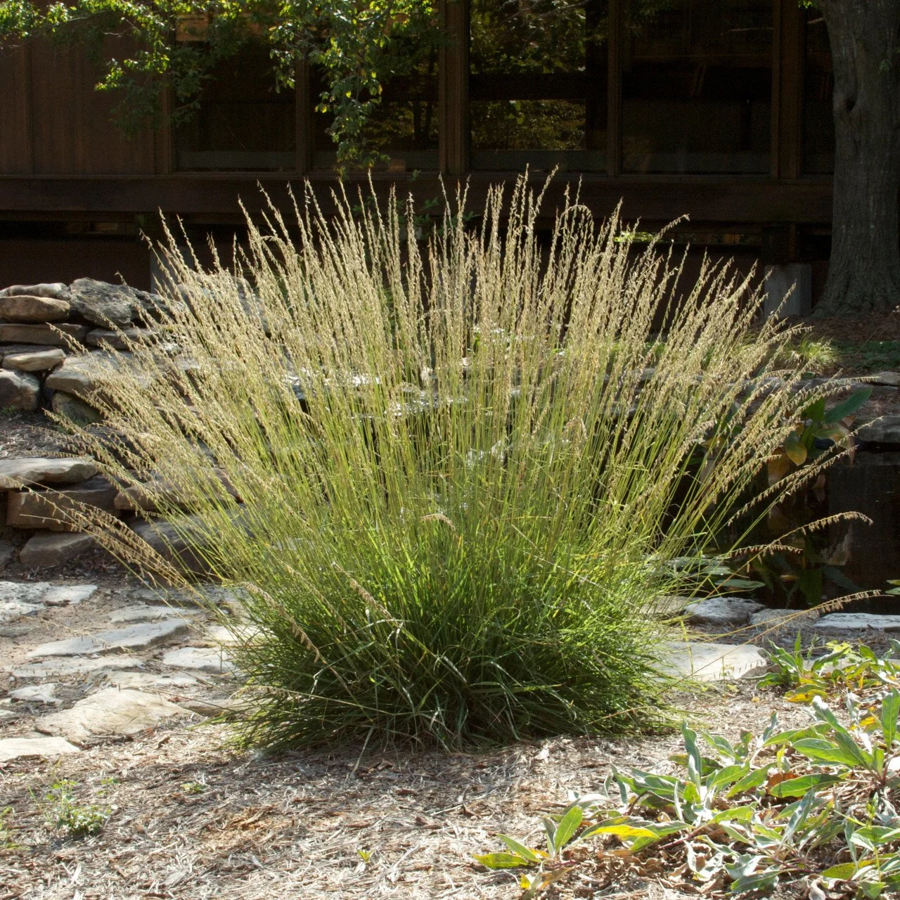 Side Oats Grama (Bouteloua curtipendula)