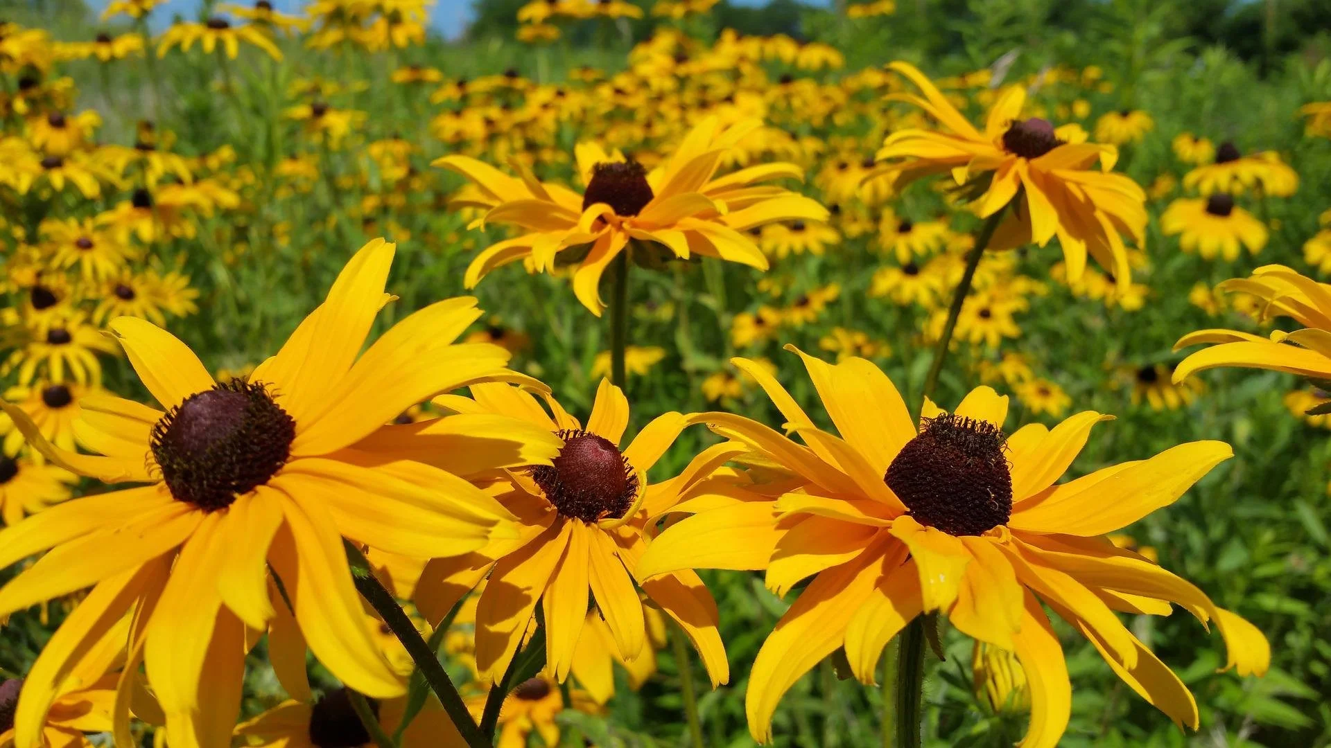 Black-Eyed Susan