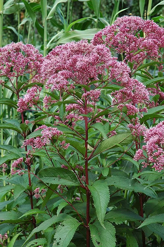 Joe-pye-weed (Eupatorium maculatum)