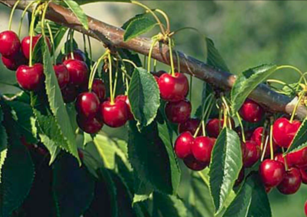 Bing Cherry